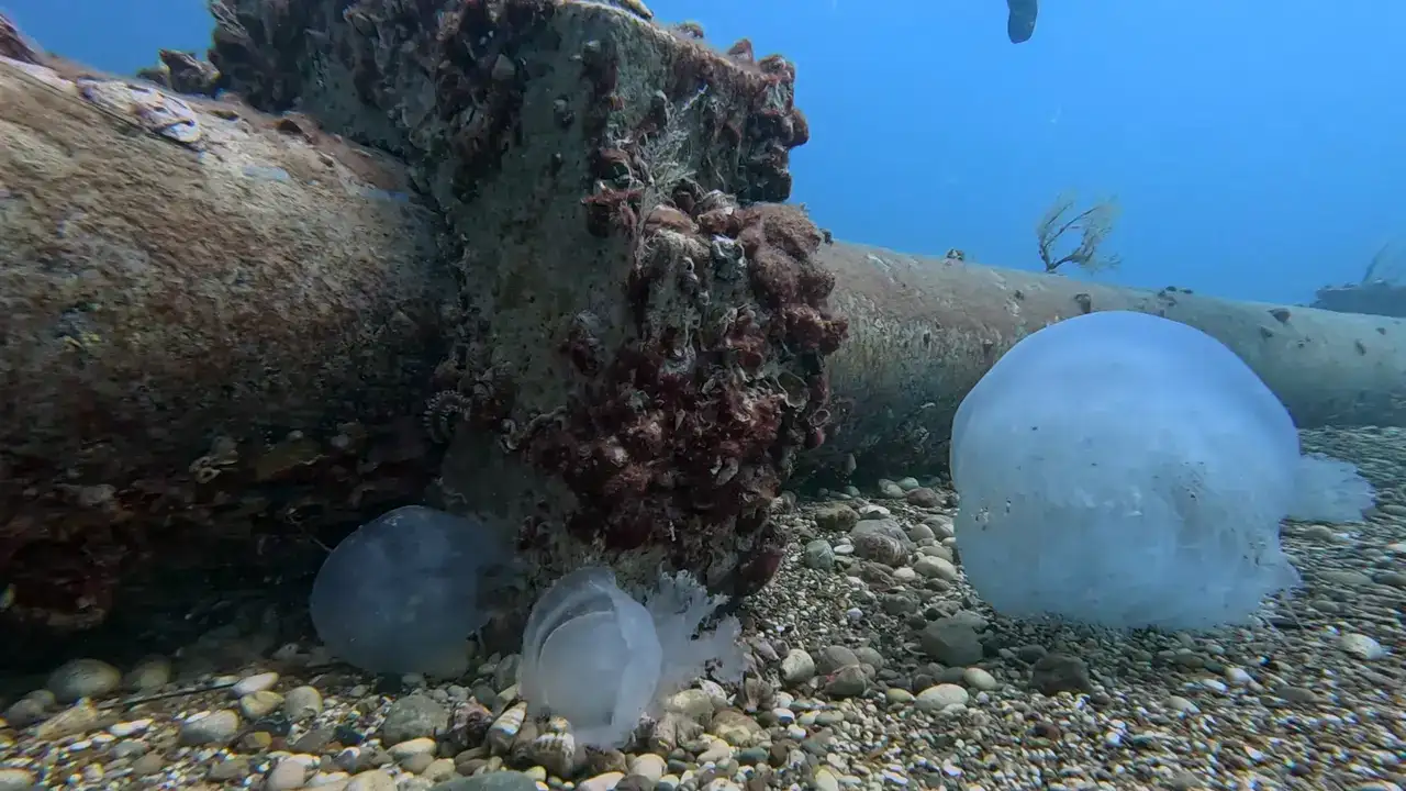 Akdeniz'in Devleri Antalya Körfezi'ni Kuşattı 5